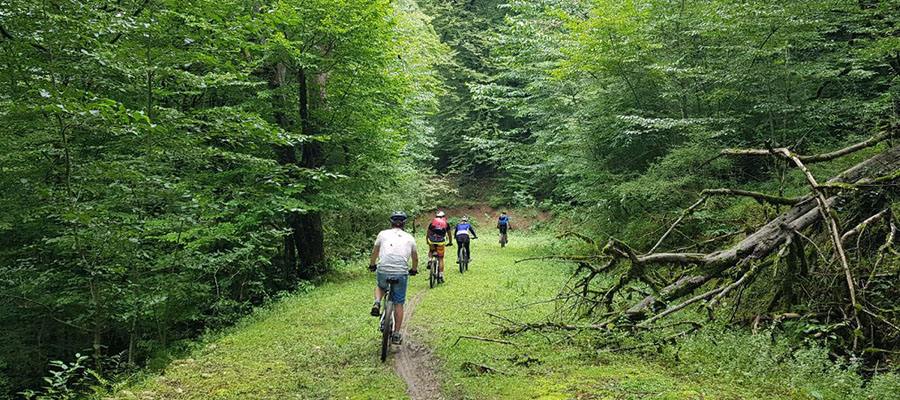 دوچرخه سواری جنگلهای گردنه سر دوچرخه سواری جنگلهای گردنه سر