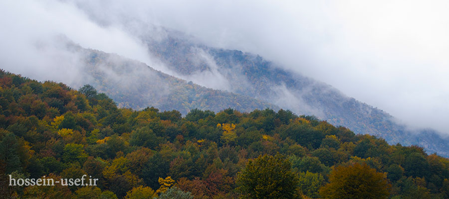 جنگل الیمستان جنگل الیمستان