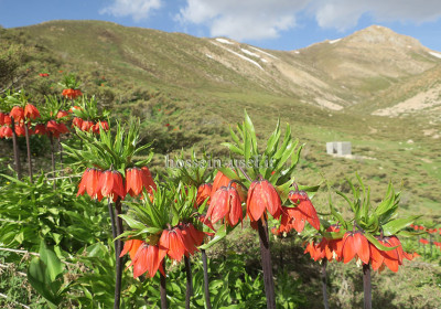 پیمایش زاگرس